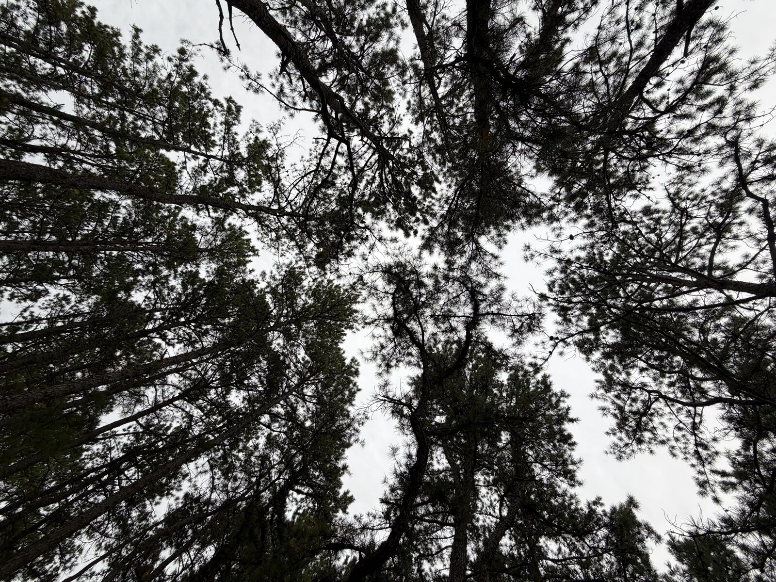 Looking straight up at pine crowns with seams of sky between them.