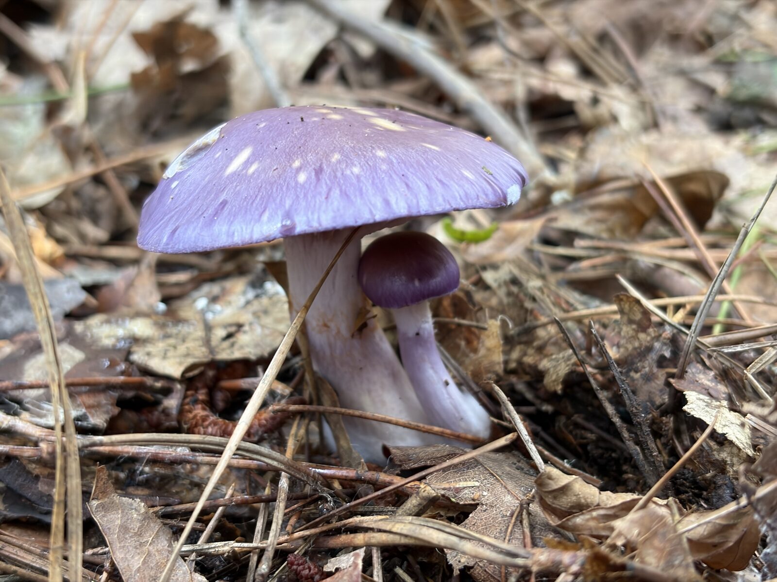 A purple mushroom with a smaller one growing up beneath it in pine needles.