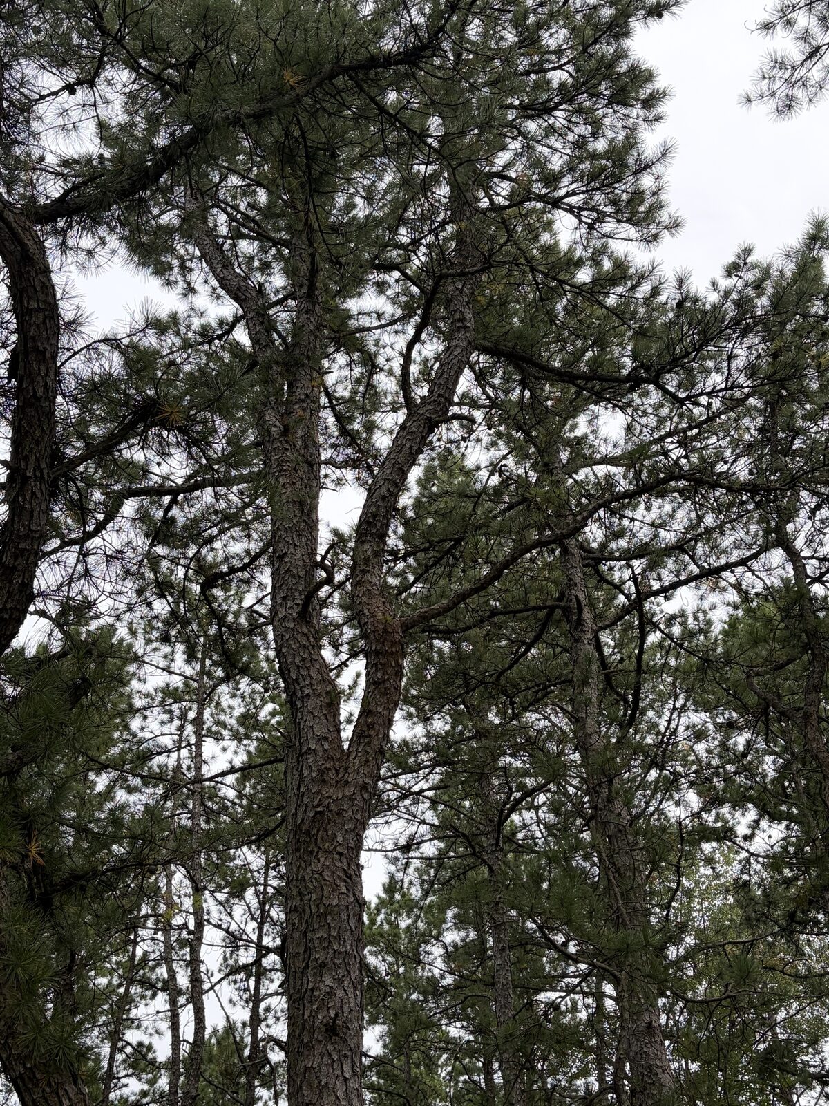 A pine trunk splitting into two leaders about fifteen feet up.