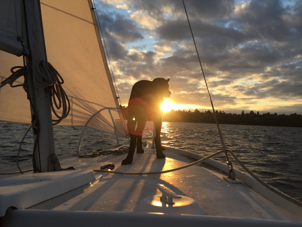 A black dog in a red life vest standing on the foredeck, silhouetted against a low sun over the water.